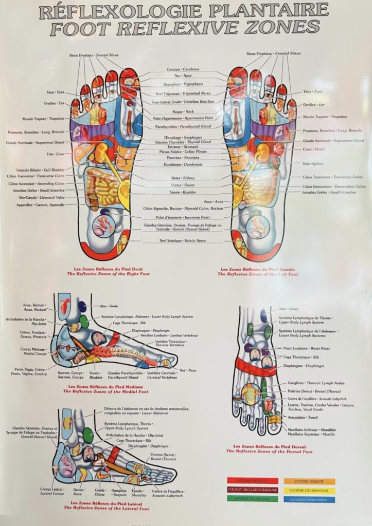 Schéma explicatif des zones réflexes des pieds droit et gauche en réflexologie plantaire